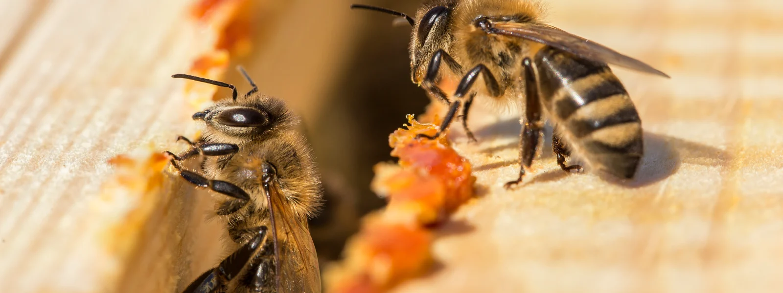 Propolis Nedir?