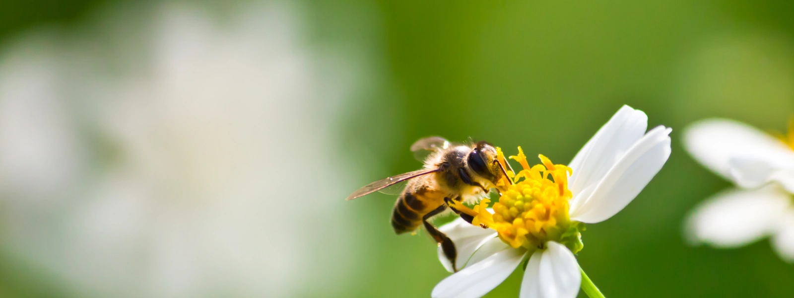 Propolis Kullanmadan Önce Nelere Dikkat Edilmelidir?