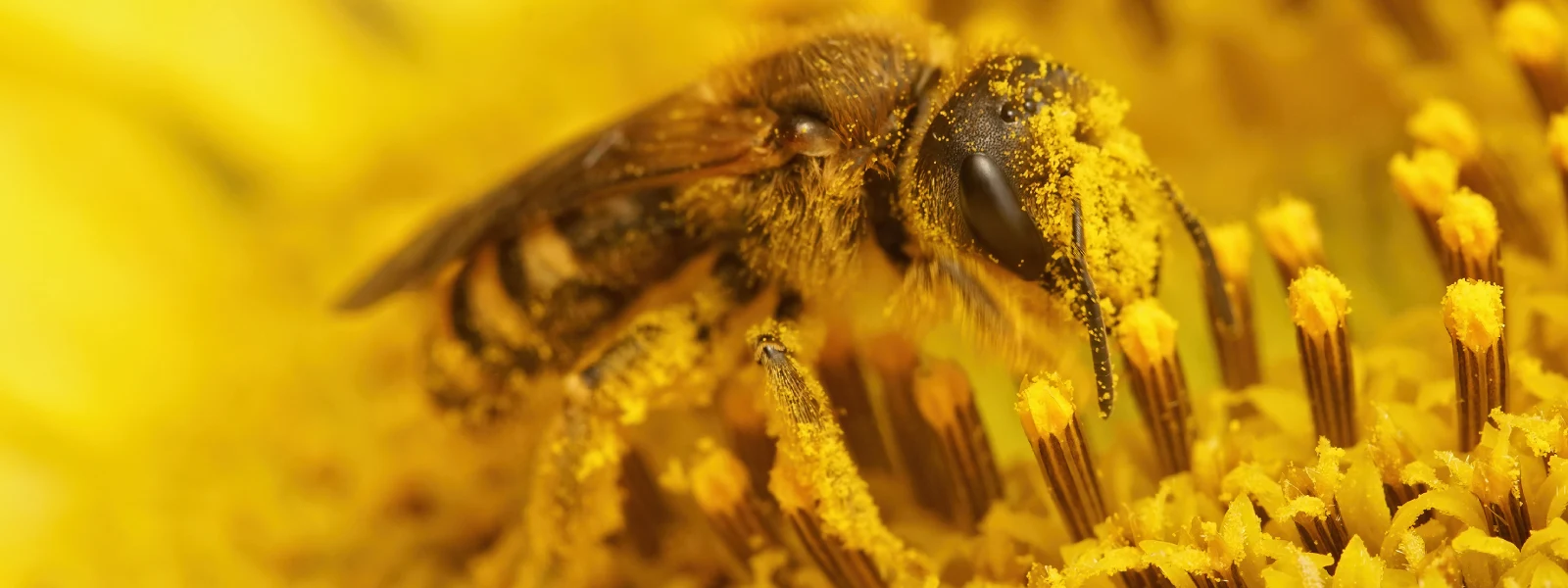 Sıvı Propolis Nasıl Kullanılır?