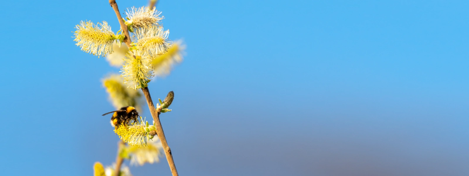 Toz Propolis Nasıl Kullanılır?